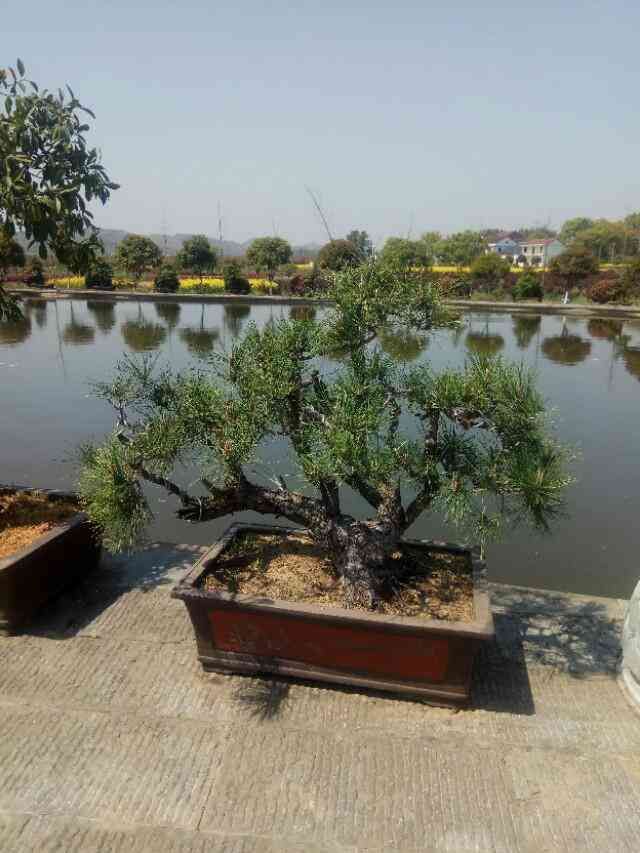 花呗临时额度使用规则（花呗的临时额度，有些人可以用， 有些人最好别用。）(图1)