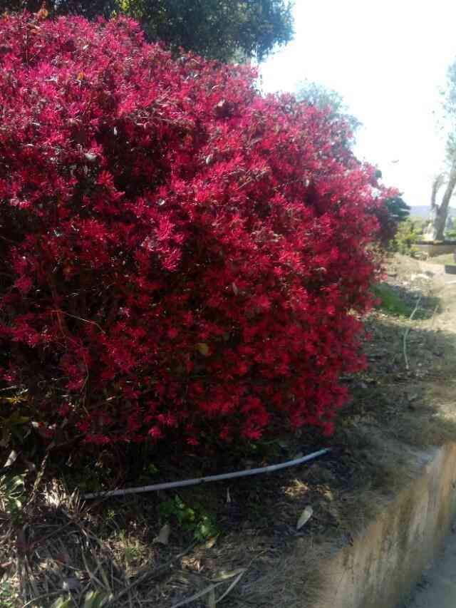 花呗临时额度使用规则（花呗的临时额度，有些人可以用， 有些人最好别用。）(图3)