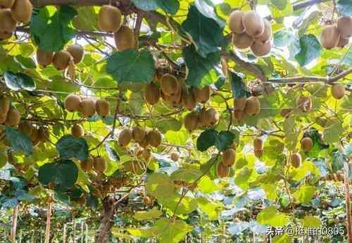 种植什么最赚钱农村（未来2年在农村种植什么利润高？这几个品种不错，想赚钱的别错过）(图4)