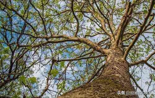 种植什么最赚钱农村（未来2年在农村种植什么利润高？这几个品种不错，想赚钱的别错过）(图5)