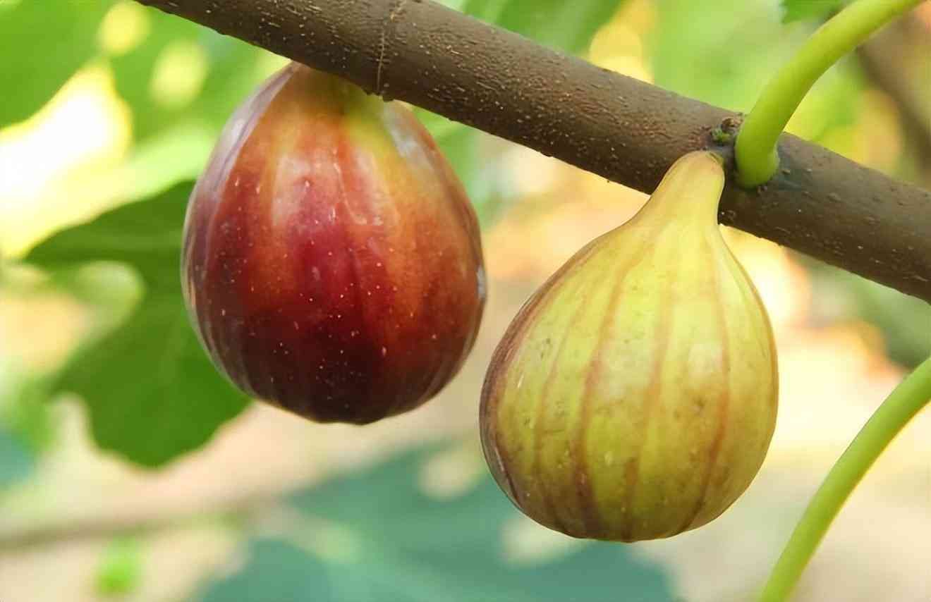 种植什么最赚钱农村（农村“罕见的暴利”种植，1斤卖5500元，堪比黄金还贵，值得推广）(图3)