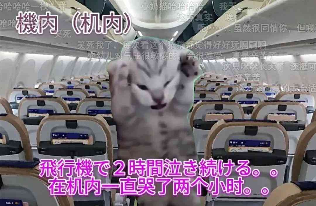 meme是什么意思（在小红书2天涨粉2万，“猫meme”成流量密码？）(图2)