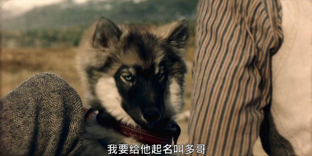 关于雪橇狗的电影(8.8分,真实事件改编,年度最佳狗片)(图22) 关于雪橇狗的电影(8.8分,真实事件改编,年度最佳狗片)(图22)