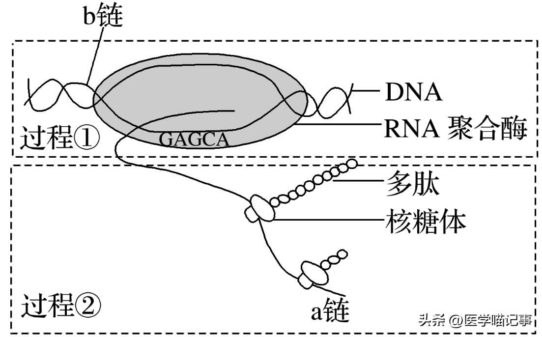 dna探针的原理（利用动力学的原理，设计无需优化实现均匀灵敏和特异性的 DNA探针）(图7)