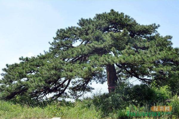 温带季风气候典型地区（温带季风气候）(图3)