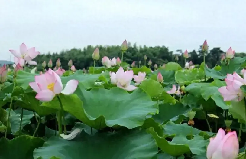 怎样提高学生的学习兴趣（如何提高学生学习兴趣）(图1)