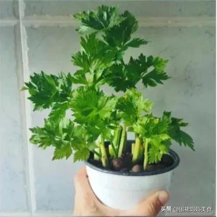 怎样储存芹菜（担心静默囤蔬菜，芹菜像我这样保存，3个月都不会坏，吃着也方便）(图7)