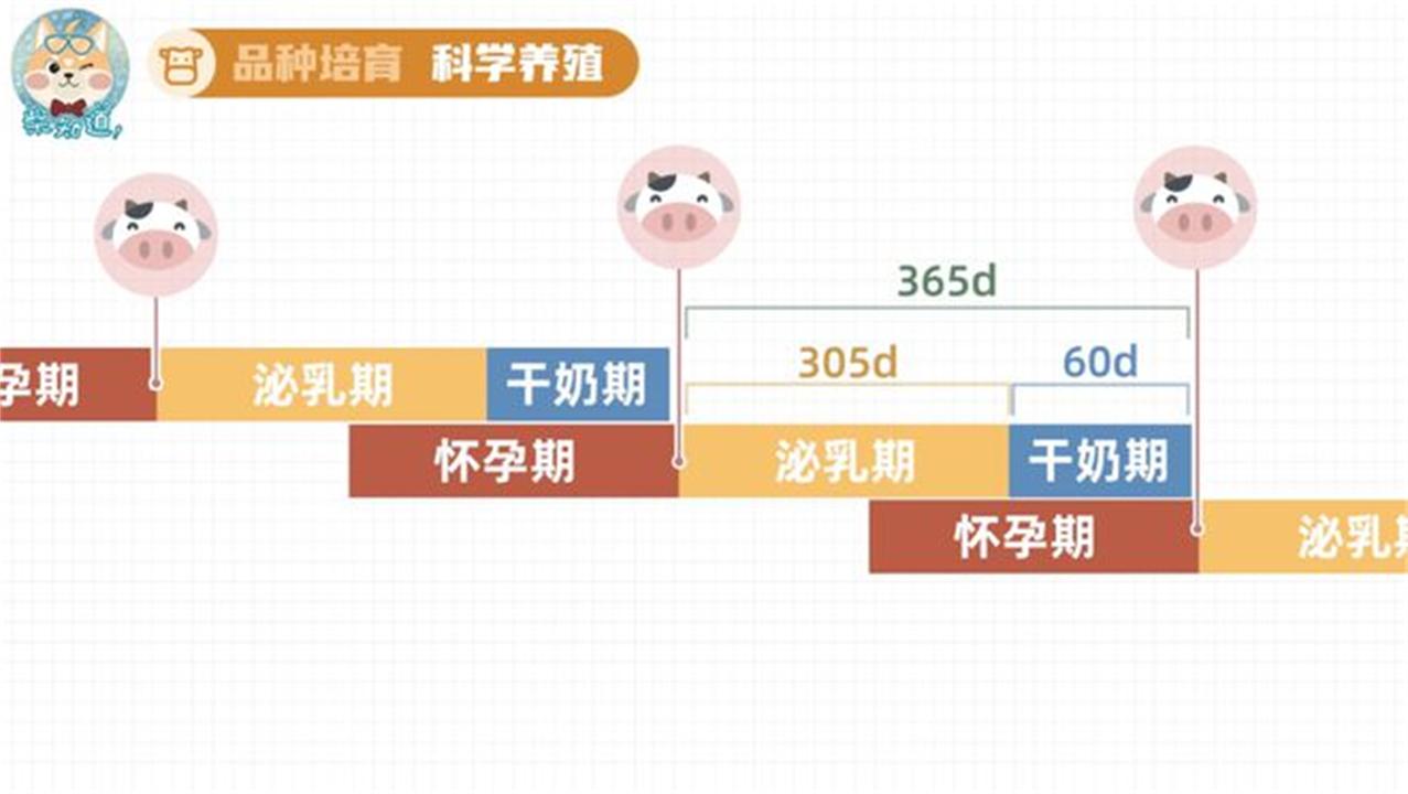 奶牛是公牛还是母牛产奶（奶牛场里没有公牛，为什么母牛却能一直产奶？太可怜了）(图8)